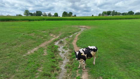 Holstein-cow-grazing-near-muddy-stream