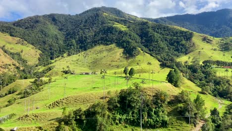 Epic-Cocora-valley-with-wax-palms-in-Colombia-coffee-belt