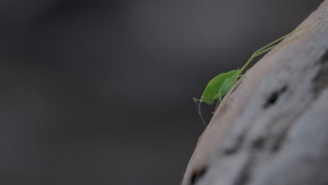 Katydid,-Eine-Blattähnliche-Kreatur,-Die-Im-Regenwald-Vorkommt