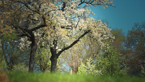 Fruit-trees-blooming-in-the-orchard
