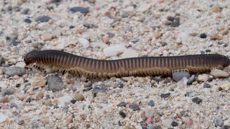 Close-Up-of-Centipede-crawling-on-sandy-beach