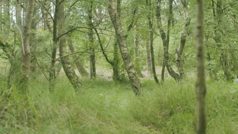 Medium-wide-shot-of-looking-into-a-forest-near-the-dunes-of-Sankt-Peter-Ording,-ground-completely-covered-with-grass