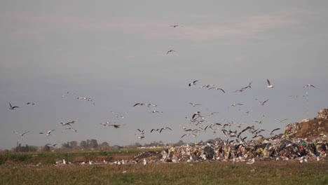 Slow-motion,-wide-view-of-gulls-flying-over-piles-of-waste-in-a-waste-processing-facility