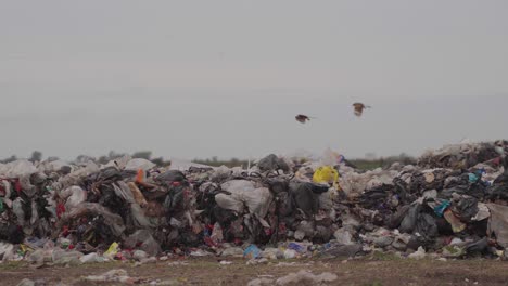 Chimango-Caracaras-Fliegen-über-Abfall-In-Einer-Abfallverarbeitungsanlage