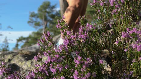 Woman-walking-in-rural-forest-passing-by-violet-flower-calluna