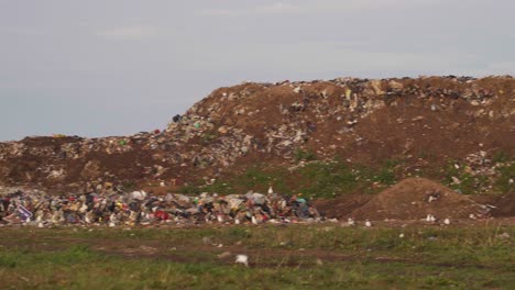 Wide-panning-view-of-Brown-hooded-gulls-and-caracaras-flying-over-piles-of-waste-in-a-waste-processing-facility