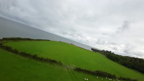 FPV-drone-view-flying-over-flock-of-sheep-on-top-of-coastal-farmland-overlooking-ocean-horizon