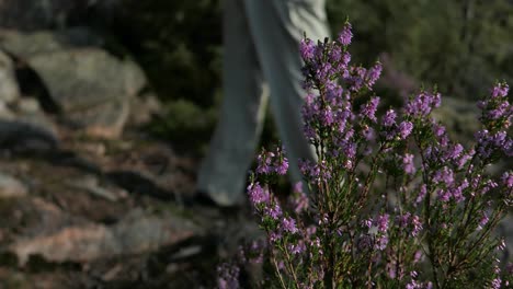 Hiker-coming-down-rocky-hill-forest-path-off-road,-passing-by-calluna-flower