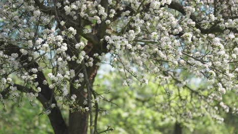Zarte-Weiße-Blüten-Bedecken-Die-Langen,-Schlanken-Zweige