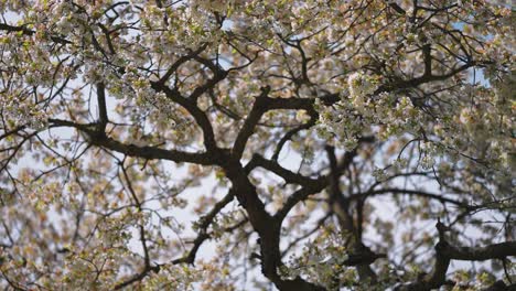 Manzanos-En-Plena-Floración-En-El-Huerto-A-Principios-De-Primavera