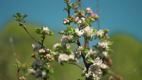 Flor-De-Manzano-En-Plena-Floración