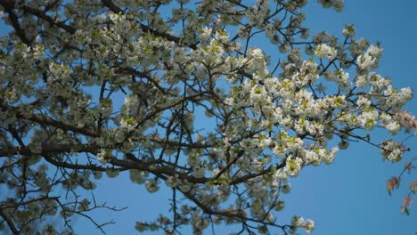 Delicate-white-and-pink-apple-tree-blossoms-against-the-clear-blue-spring-sky