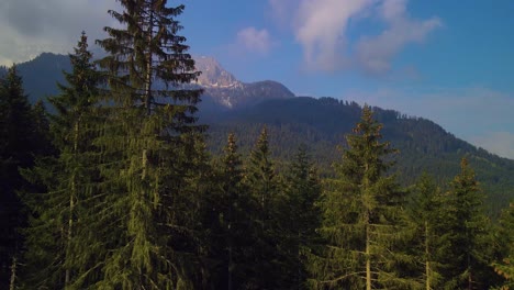 Der-Atemberaubende-Kiefernwald,-Der-Von-Einer-Drohne-Lebendig-Eingefangen-Wurde,-Wird-Durch-Die-Herrlichen-Bergketten-Und-Die-Makellosen-Weißen-Wolken-Vor-Dem-Azurblauen-Himmel-Noch-Verstärkt