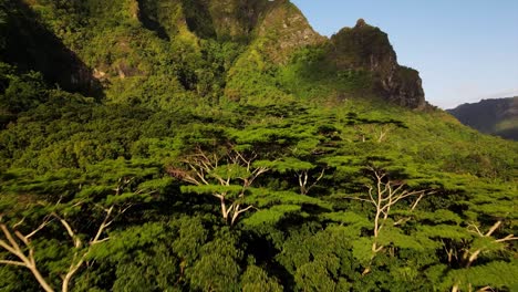 Tropical-green-tree-top-canopy-of-a-lush-forest-with-steep-mountain-valleys
