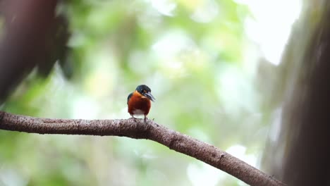 American-Pygmy-Kingfisher-on-the-hunt-and-looking-in-all-directions