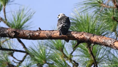Young-Mississippi-Kite-calls-for-a-parent-Kite-while-perched-on-a-pine-tree-branch
