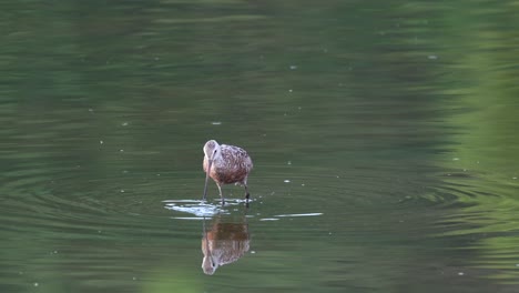 A-Hudsonian-Godwit-feeding-in-the-late-evening-light-in-a-lake