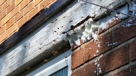 Angry-wasp-hive-colony-gathering-around-foam-prevention-spray-on-urban-home-exterior-wall