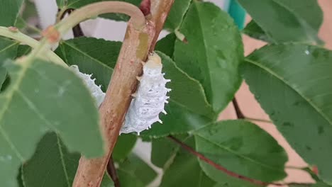 Static-close-up-shot-of-white-caterpillar-climbing-tree-branch