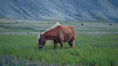 Horse-eating-grass,-in-field,-mountains-in-background-in-Iceland