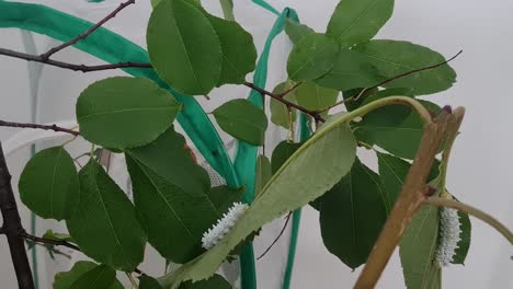 Static-hyperlapse-shot-of-caterpillar-climbing-on-cherry-tree-leaves