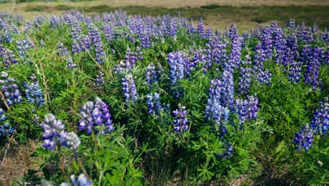Field-of-purple-flowers,-holtasoley,-native-to-Iceland