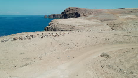 flying-over-a-flock-of-sheep-and-goats:-side-view,-on-the-coast,-in-a-desert-area-where-you-can-see-the-ocean