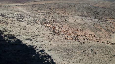 aerial-view-following-a-flock-of-sheep-and-goats-on-the-coast,-in-a-desert-area-where-you-can-see-the-ocean