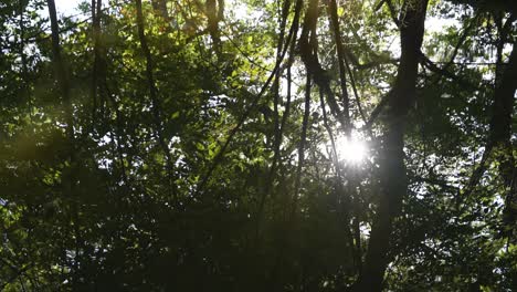 Reflexion-Des-Sonnenlichts,-Das-Durch-Die-Waldbäume-Guckt,-Zeitlupe-24fps