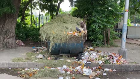 Aufnahme-Einer-Krähe,-Die-In-Einem-überfüllten-Müllcontainer-Am-Straßenrand-In-Kalkutta,-Indien,-Nach-Nahrung-Sucht