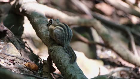 Seen-from-its-back-resting-on-a-large-root-while-eating,-Himalayan-striped-squirrel-mcclellandii,-Thailand