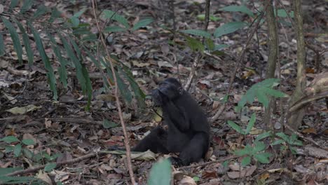 A-free,-wild-monkey-sitting-on-the-ground-in-the-jungle,-eating-something