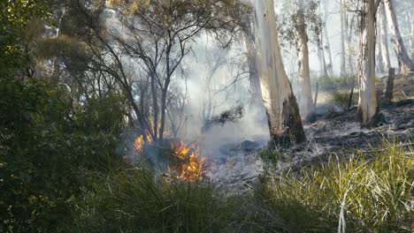 Wildfire-burning-shrubs-and-grass