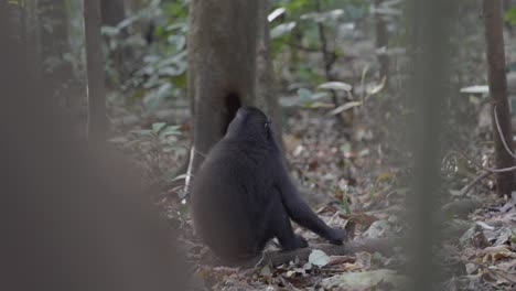 A-monkey-sitting-on-the-ground-in-the-jungle,-eating-something-while-looking-curiously-around