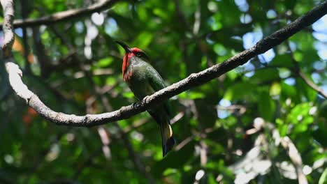 Swinging-on-the-vine-while-curiously-looking-around,-Red-bearded-Bee-eater-Nyctyornis-amictus,-Thailand