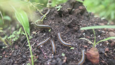Indian-black-millipede-resting-in-the-dark-sandy-underground-surrounded-by-plants