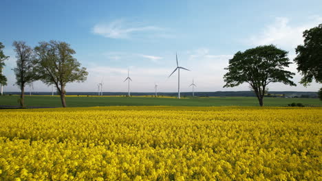Yellow-Rapeseed-Blooming-Canola-Fields-in-Spring-and-Many-Wind-Turbines-with-Rotating-Blades-in-Background---Aerial-low-angle-flying-forward
