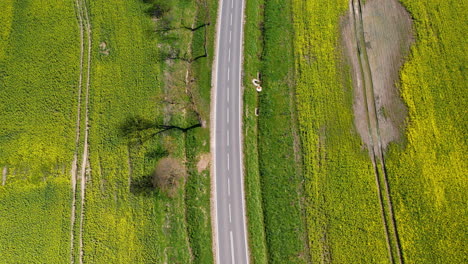 Leere-Asphaltstraße-Mit-Baumschutzgürtel-Inmitten-Eines-Blühenden-Gelben-Rapsfeldes---Luftaufnahme-Von-Oben-Nach-Unten