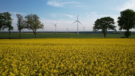 Cars-Travel-Between-Yellow-Rapeseed-Fields-in-Spring,-Wind-Power-Plant-Towers-in-Background---Aerial-low-push-in