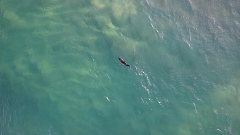 Aerial-View-Of-A-Seal-Pup-Over-Surface-Of-A-Clear-Ocean-In-Gold-Coast,-QLD-Australia