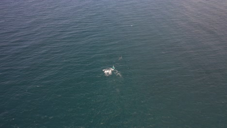 Ballenas-Jorobadas-Nadando-En-Mar-Abierto-En-Nueva-Gales-Del-Sur,-Australia---Toma-Aérea