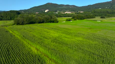 Panoramic-Aerial-View-Of-Greenery-Fields-Of-Growing-Maize-Near-Padron-In-Rois,-A-Coruña,-Spain