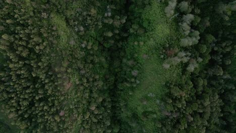 Dense-forest-growing-on-valley-of-Sumbing-mountain,-aerial-top-down-view