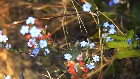 Nahaufnahme-Einer-Kreisförmigen-Aufnahme-Atemberaubender-Bunter-Blumen-An-Der-Frischen-Luft