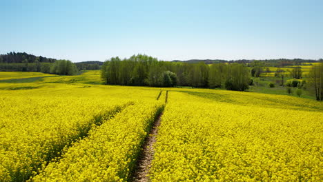 Low-Aerial-Over-Yellow-Blooming-Rapeseed-Field-Flying-Along-Tractor's-Tracks-and-Leafy-Groves-in-Background