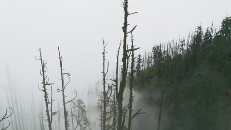 Nebelbedeckte-Waldbäume-Ohne-Blätter-In-Nepal