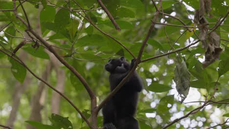 A-free,-wild-baby-monkey-hanging-on-a-tree-in-the-jungle