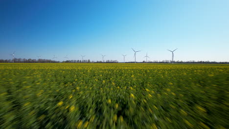 Endlos-Blühendes-Gelbes-Rapsfeld-Mit-Wolkenlosem-Blauen-Himmel-Und-Windmühlenpflanzen-Im-Hintergrund,-Die-Strom-Für-Die-Farm-Erzeugen---Zeitraffer-Luftrückstoß