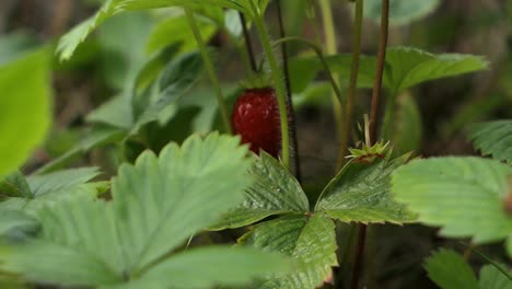 Woman-picking-wild-strawberry-in-nature