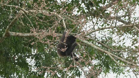 Holding-the-branch-tight-hanging-with-its-left-hand-while-the-other-picking-fruits-to-eat,-White-handed-Gibbon-Hylobates-lar-,-Thailand